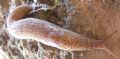Limax&nbsp;maximus